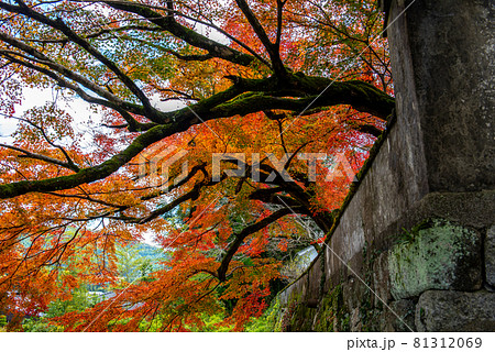 古都　秋月の秋 81312069