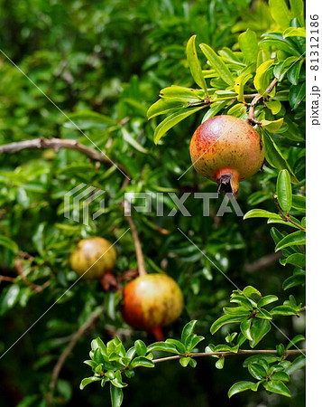 雨上がりのザクロ（実をつけた柘榴の枝）の写真素材 [81312186] - PIXTA