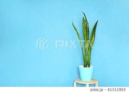 Sansevieria plant or Snake plant in pot home and garden concept, Sansevieria trifasciata Sansevieria plant or Snake plant in pot home and garden concept, Sansevieria trifasciata 81312803