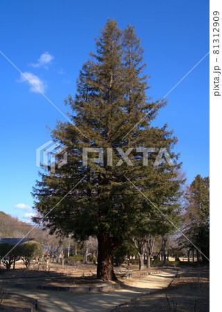 小鳥の森（三徳園）　冬の青空にそびえるセコイア　岡山県岡山市東区 81312909