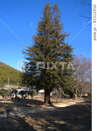 小鳥の森(三徳園) 早春の青空にそびえるセコイア 岡山県岡山市東区 小鳥の森(三徳園) 早春の青空にそびえるセコイア 岡山県岡山市東区 81312910