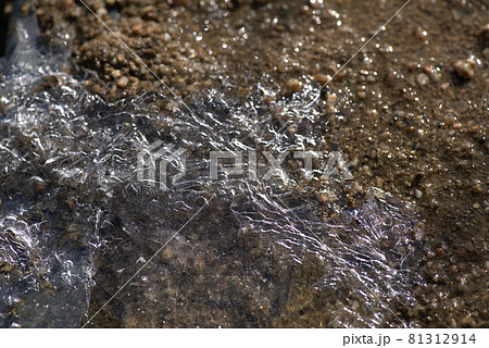 小鳥の森(三徳園) 冬の午前の地面に張った薄氷 岡山県岡山市東区 小鳥の森(三徳園) 冬の午前の地面に張った薄氷 岡山県岡山市東区 81312914