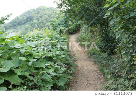 韓国大田の森林 81313078