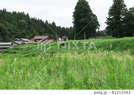 根尾谷断層 81313563