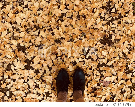 散ったイチョウの上に立つ 81313795