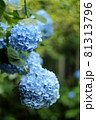 アジサイ 81313796