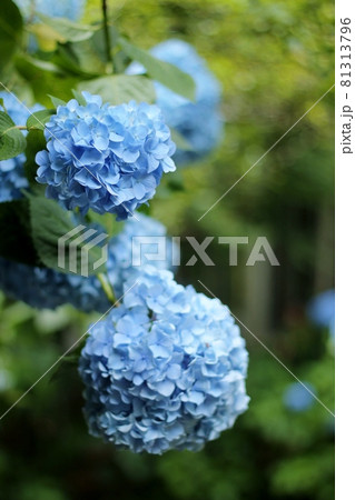 アジサイ 81313796