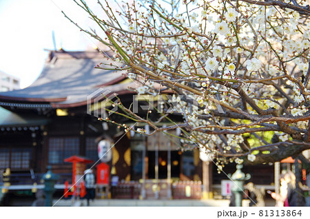 熊野神社拝殿と満開の白梅（東京都新宿区西新宿） 81313864