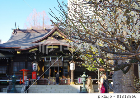 熊野神社拝殿と満開の白梅（東京都新宿区西新宿） 81313866