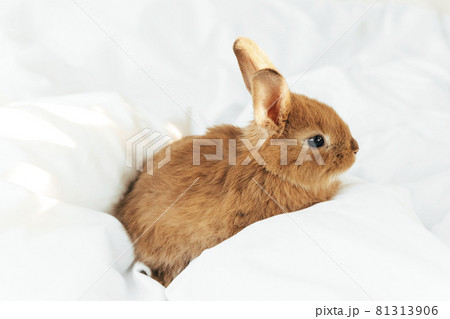 Close-up photo of small lovely red bunny calmly lying on white soft whipped like blanket surface Close-up photo of small lovely red bunny calmly lying on white soft whipped like blanket surface 81313906