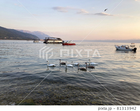 flock of swans swims on Lake Ohrid 81313942