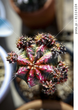 top view of colorful mihanovichii gymnocalycium cactus top view of colorful mihanovichii gymnocalycium cactus 81314104