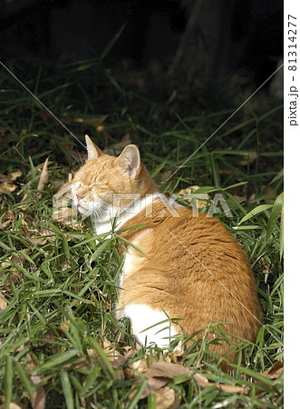 日向ぼっこをしながら昼寝する茶白猫 東京都上野公園の写真素材