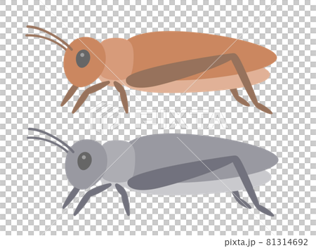 Illustration of edible crickets 81314692
