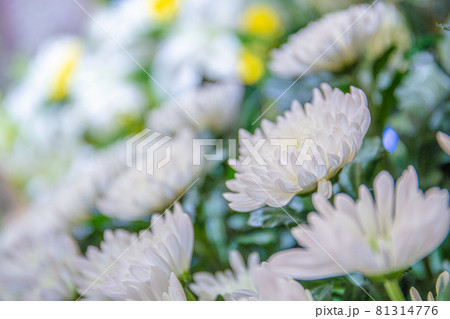 お葬式のフラワー祭壇 81314776