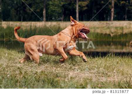 Portrait running Dogue de Bordeaux. Dog mastiff pet. 81315877
