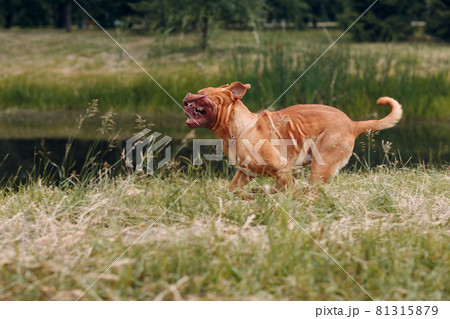 Portrait running Dogue de Bordeaux. Dog mastiff pet. 81315879