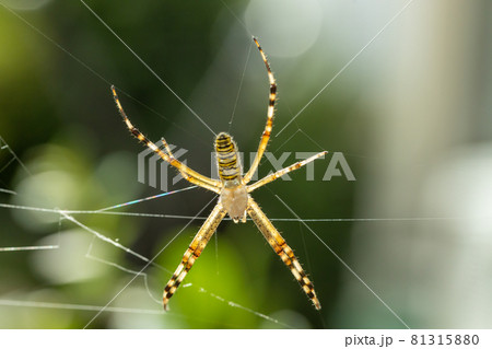 コガネグモ コガネグモ 81315880