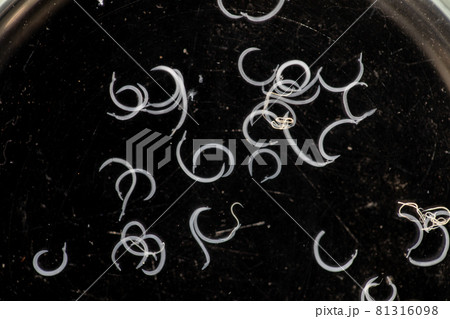 The study parasite or worms is a freshwater fish parasite in laboratory for education. The study parasite or worms is a freshwater fish parasite in laboratory for education. 81316098