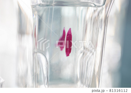 The study parasite or worms is a freshwater fish parasite in laboratory for education. 81316112