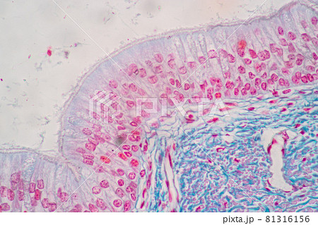 Characteristics of Columnar epithellum cell (Cell structure) of human under microscope view for education in laboratory. 81316156