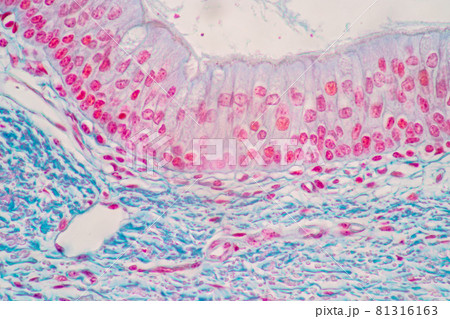 Characteristics of Columnar epithellum cell (Cell structure) of human under microscope view for education in laboratory. 81316163