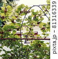 Trellis from the kiwi with numerous ripe fruits seen from below 81316339