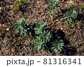 Euphorbia plant 81316341