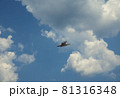 Seagull and clouds 81316348