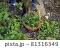 Picking nettles in a basket 81316349