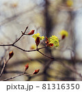 Blooming buds on a tree 81316350