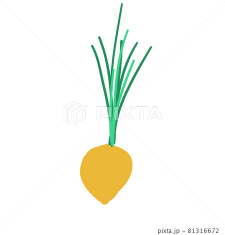 greens root onion doodle style vector element. handdraw illustration greens root onion doodle style vector element. handdraw illustration 81316672