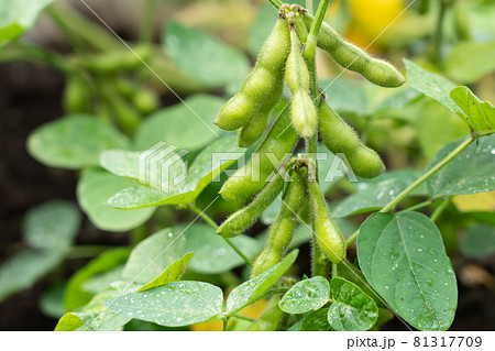 茶豆の栽培 濡れた枝豆 (7月) 家庭菜園 茶豆の栽培 濡れた枝豆 (7月) 家庭菜園 81317709