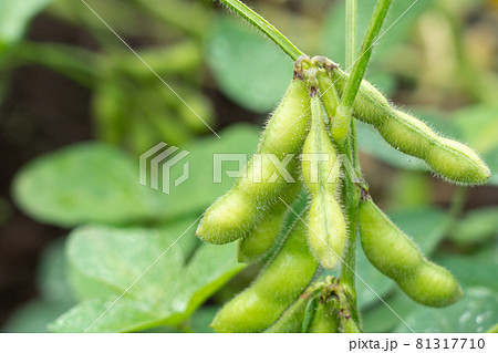 茶豆の栽培　枝豆　（7月）　家庭菜園 81317710