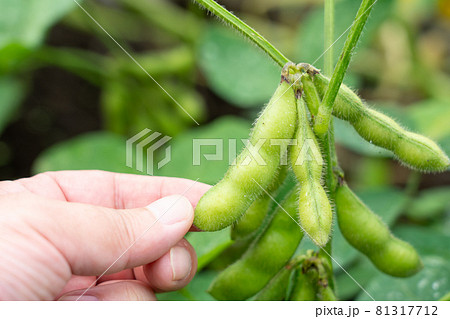 茶豆の栽培・収穫 枝豆 (7月) 家庭菜園 男性の手 茶豆の栽培・収穫 枝豆 (7月) 家庭菜園 男性の手 81317712