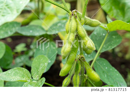 茶豆の栽培 濡れた枝豆 (7月) 家庭菜園 茶豆の栽培 濡れた枝豆 (7月) 家庭菜園 81317715