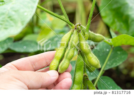茶豆の栽培・収穫 濡れた枝豆 (7月) 家庭菜園 男性の手 茶豆の栽培・収穫 濡れた枝豆 (7月) 家庭菜園 男性の手 81317716
