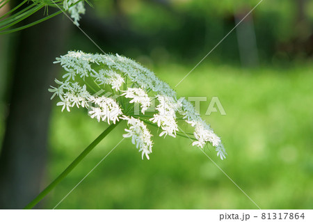 北海道の野原に咲くオオハナウドの花の写真素材