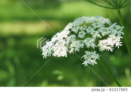 北海道の野原に咲くオオハナウドの花の写真素材