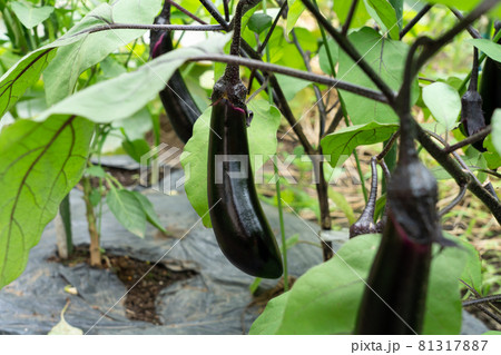 夏野菜 ナスの栽培 (7月) 家庭菜園 夏野菜 ナスの栽培 (7月) 家庭菜園 81317887