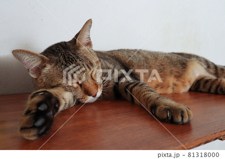 cat relaxing and sleeping 81318000