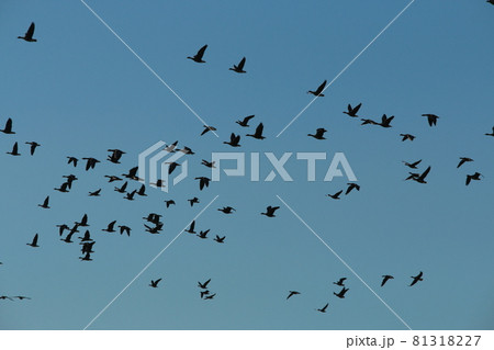 A flock of migratory birds in the sky 81318227