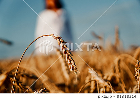 Wheat field. Focus on a mature ear. Woman in white shirt on a blurred background 81318314