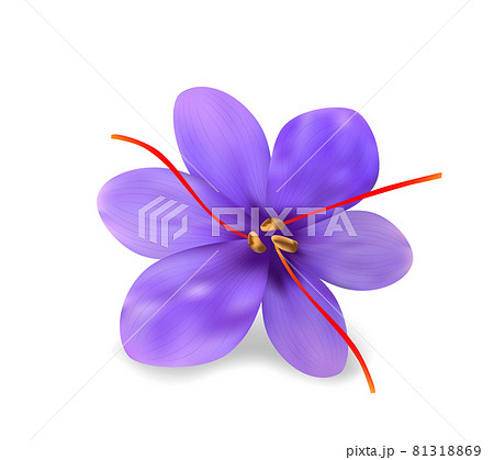 Realistic fresh purple saffron flower with red pestles and gentle petals on white background. Vector aromatic exotic plant. 81318869