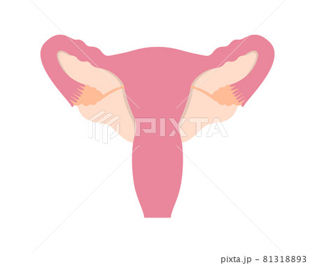 Colorful healthy female human reproductive system on white background Colorful healthy female human reproductive system on white background 81318893