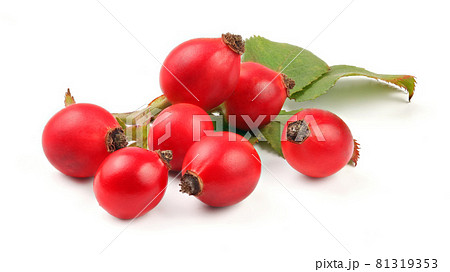 Rosehips (Rosa canina fruits) isolated on white background. 81319353
