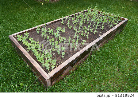 Peas germinate in rows on the beds in the garden. Growing vegetables. Agricultural industry. Gardening at the dacha in the spring and summer season. 81319924