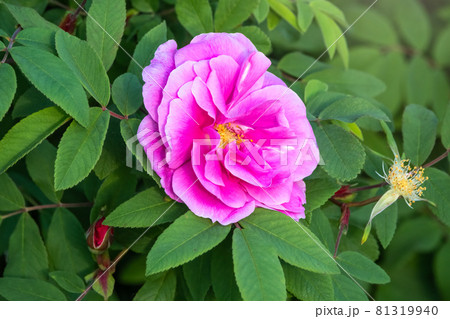 Blooming rosehip flower, beautiful pink flower on a bush branch. Beautiful natural background of blooming greenery. Blooming rosehip flower, beautiful pink flower on a bush branch. Beautiful natural background of blooming greenery. 81319940