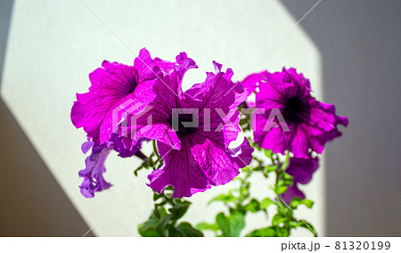 Bush of petunia flowers on a white background. Concept image. Warm sunlight. Bush of petunia flowers on a white background. Concept image. Warm sunlight. 81320199