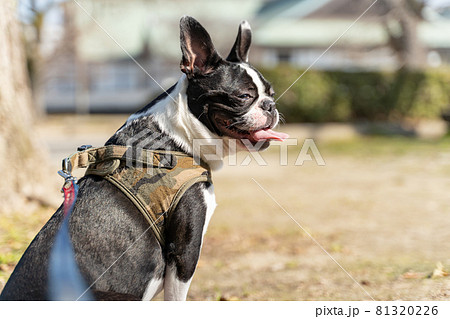 ボストンテリア ボストンテリア 81320226